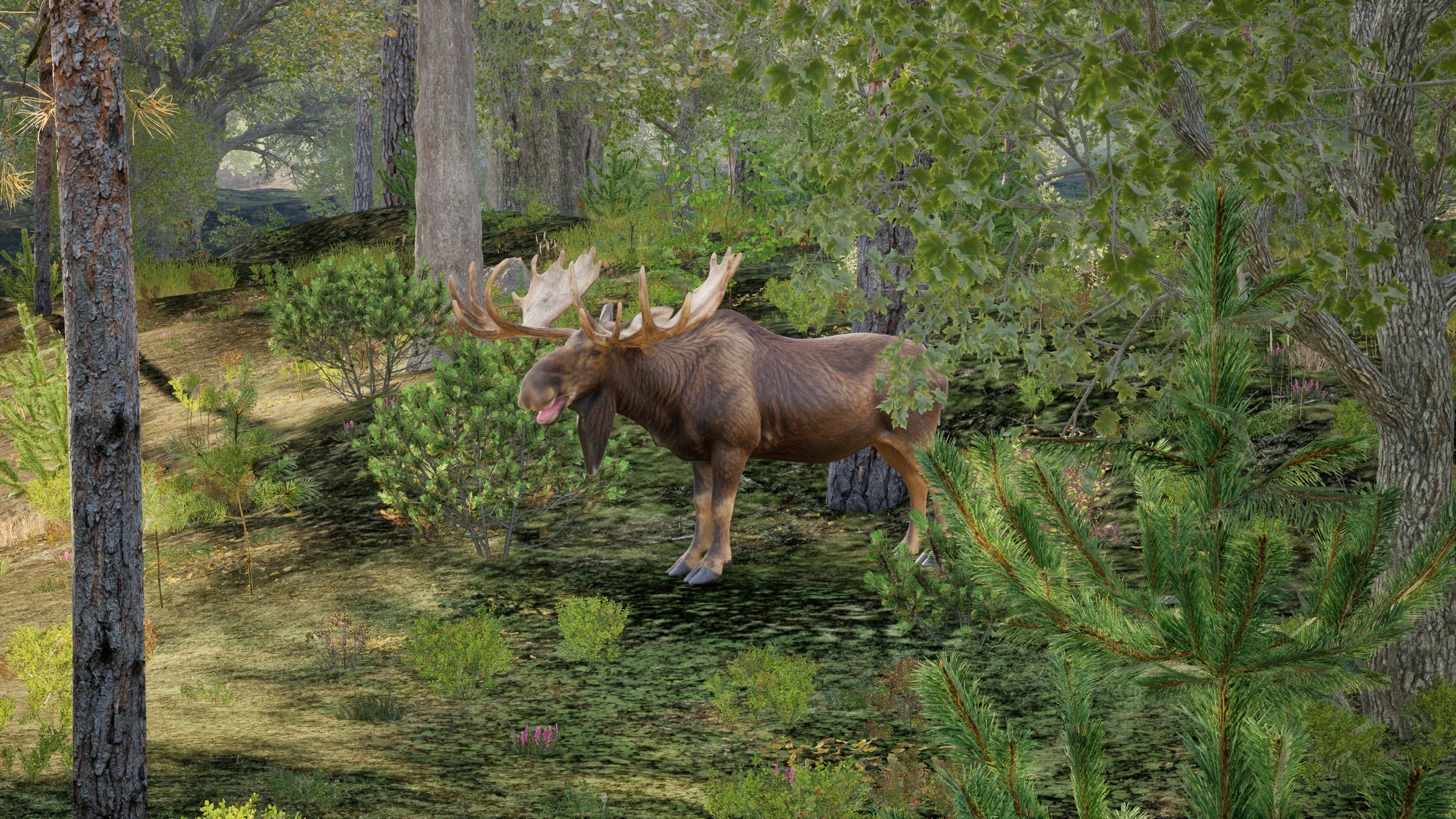 A bull moose in the forest